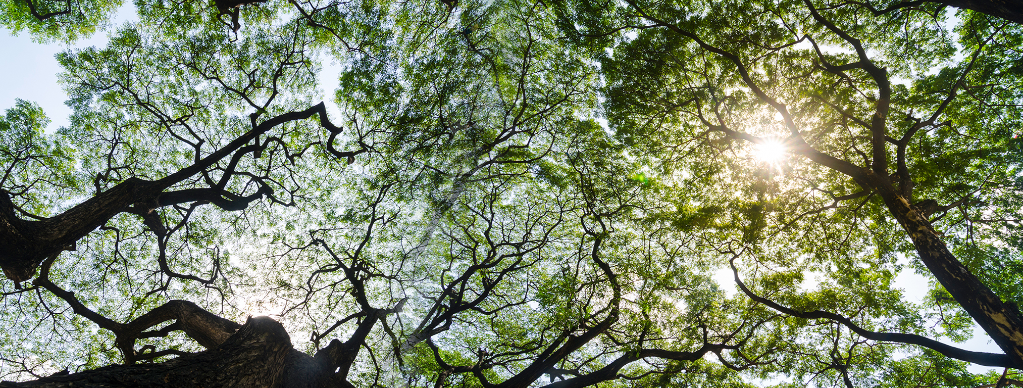 Environment Sustainability